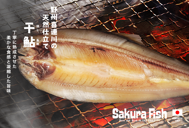野州 喜連川の天然仕立て 干鮎 – Sakura Fish（さくらフィッシュ）