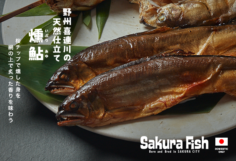 野州 喜連川の天然仕立て 燻鮎 – Sakura Fish（さくらフィッシュ）